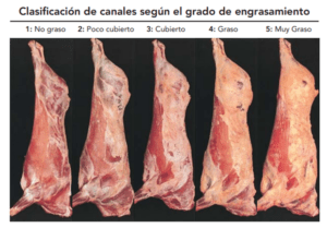 sistema-de-clasificaci-n-de-canales-de-vacuno-en-espa-a-agrocontrataci-n